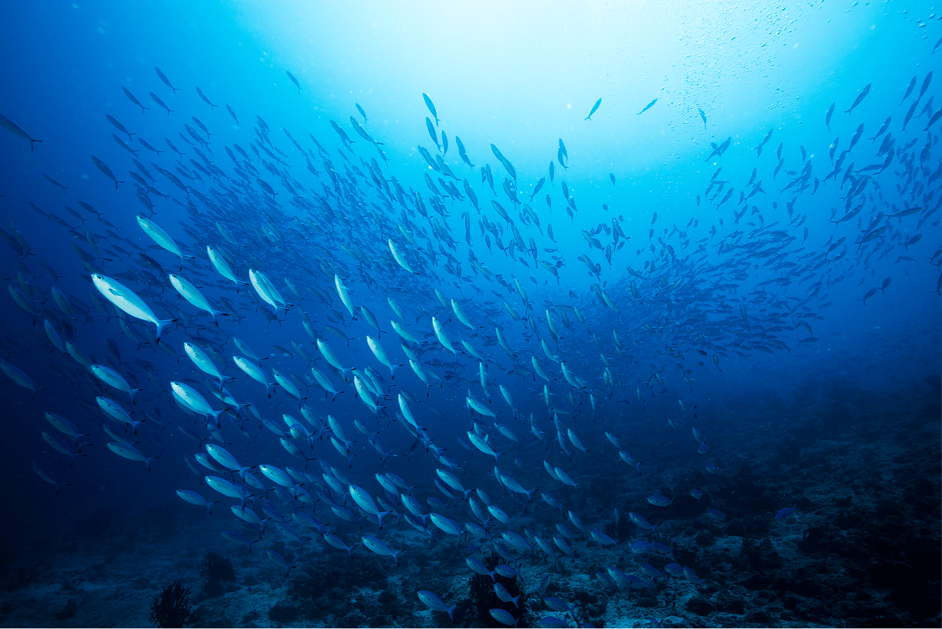 Hero - Securing the Systems Behind a Global Conservation Effort